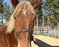17-hand-belgian-mare