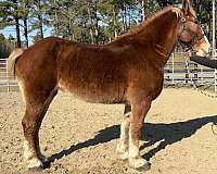 sorrel-mare-for-sale