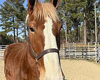 17-hand-belgian-mare