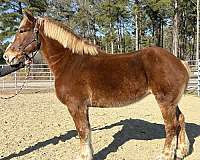 sorrel-belgian-mare