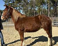 sorrel-draft-gelding