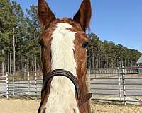 15-hand-draft-gelding