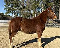 sorrel-gelding-for-sale