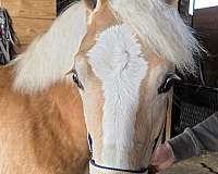haflinger-horse