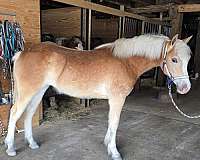 haflinger-filly