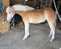 haflinger-horse-for-sale