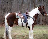 all-around-spotted-saddle-horse
