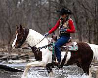 drill-team-spotted-saddle-horse