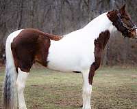 endurance-spotted-saddle-horse