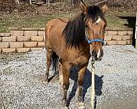 quarter-pony-for-sale