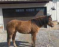 quarter-pony-mare