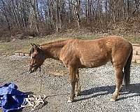 quarter-pony