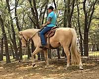 breeding-quarter-horse