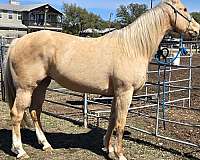 consignment-mare