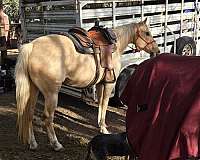 affordable-quarter-horse