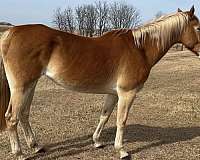 all-around-mare