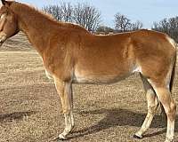 athletic-mare