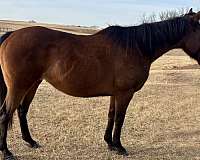 all-around-quarter-horse