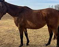 athletic-quarter-horse