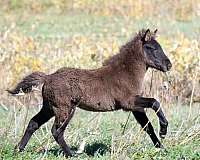cup-icelandic-horse