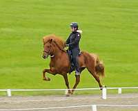 farrier-icelandic-horse