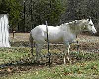 few-dark-bay-spots-horse