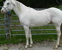 bay-few-dark-spots-horse