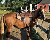 all-around-paint-horse