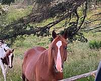 english-pleasure-paint-horse