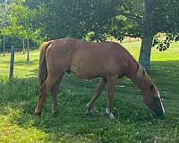 hunt-seat-equitation-paint-horse