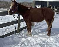 point-earners-paint-horse