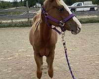 diamond-paint-horse