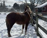 motion-paint-horse