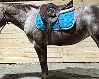 project-prospect-poa-pony