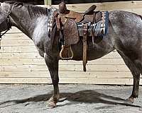 project-prospect-pony