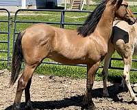 dun-w-blk-points-polo-pony