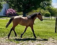cross-breed-friesian-horse
