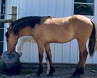 fearless-friesian-horse