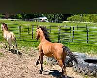 combined-driving-colt