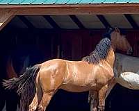 cross-breed-horse