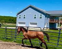 confidence-colt