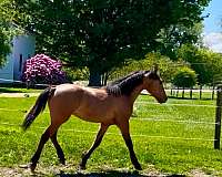 cross-breed-colt