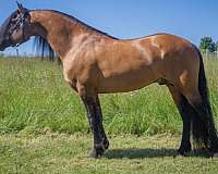 fearless-colt