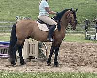finish-colt