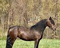 intelligent-colt