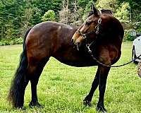 job-colt