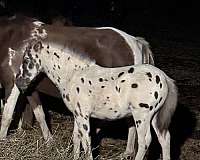 8-hand-shetland-pony-colt