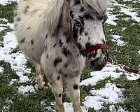 8-hand-shetland-pony