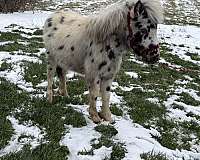 colt-shetland-pony