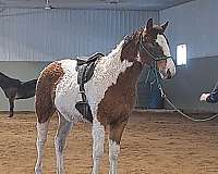 been-saddled-bashkir-curly-horse